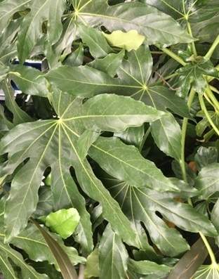 Fastia large leaves